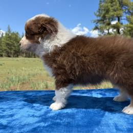 Red tri girl - Red tri-color female Australian Shepherd puppy in Chino Valley, Arizona from Cu2 Aussies