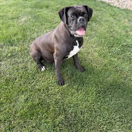 Lettie - Boxer