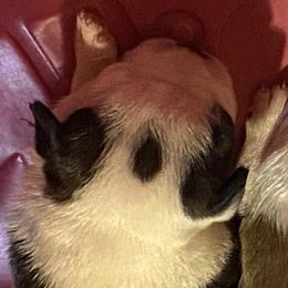 Boston Terriers from Brandy’s Breed