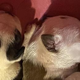 Boston Terriers from Brandy’s Breed