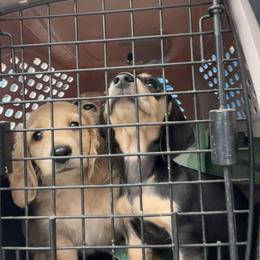 Dachshund Puppies from Dreamy Creamies