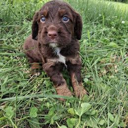 Boy 4 - Liver white and tan male English Cocker Spaniel puppy in Potosi, Wisconsin from Point and Flush Gun Dogs