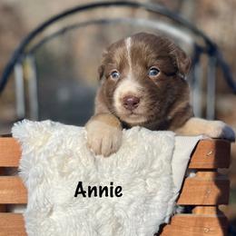 Australian Shepherd Puppies from Mountainside Aussies