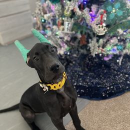 Great Dane Puppies from Dragon House Danes