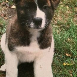 Akita Puppies from Ursa Major Akitas