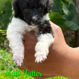 Mad Hatter - Parti male Poodle puppy in Independence, Kansas from Malone Standard Poodles