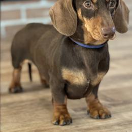 Twix - Chocolate and tan male Dachshund puppy in Crystal, Michigan from Mare-Bella Smoothcoat Edition