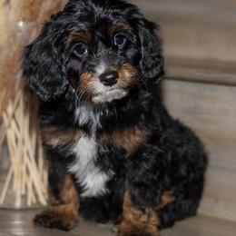 Boston Rob - Tri-color male Bernedoodle puppy in Gilbert, Arizona from Safe Havynn Doodles