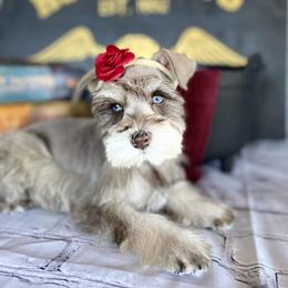 Miniature Schnauzer Puppies from Schnauzers on Robinson Lane