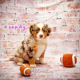 Sandy - Red merle female Aussiedoodle puppy in Kennesaw, Georgia from Distinctive Doodle
