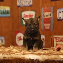Vasko - Sable male German Shepherd puppy in Philippi, West Virginia from Vom Haus Highlands