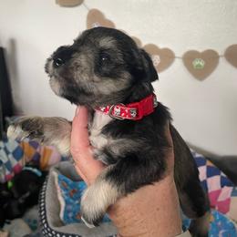 Mickey Red collar - Salt and pepper male Miniature Schnauzer puppy in Anthony, Florida from Amanda Tragash