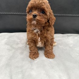 Girl 3 - Red female Cavapoo puppy in Knoxville, Tennessee from Shannan's Cavapoos