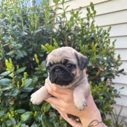 Daisy - Fawn Pug puppy in Matthews, North Carolina from Pugs & Loves