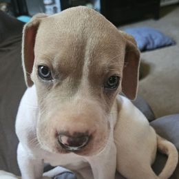 Blue Fawn Merle Piebald Female - Merle female Great Dane puppy in Biscoe, North Carolina from Clouser's Bodacious Danes