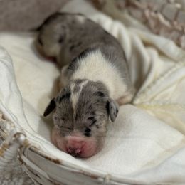 Boy 1 - Great Dane puppy from City Slicker Danes