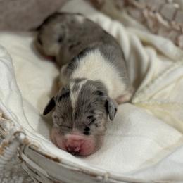 Boy 1 - Great Dane puppy from City Slicker Danes