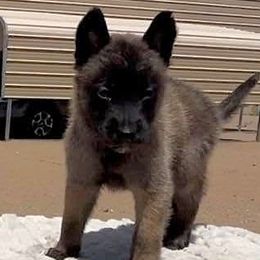 Girl Orange-Pictured at 3.5 weeks - Fawn female Belgian Malinois puppy in Golden Valley, Arizona from Desert Wind Kennels