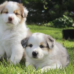 Australian Shepherd Puppies from Tru Blu Aussies
