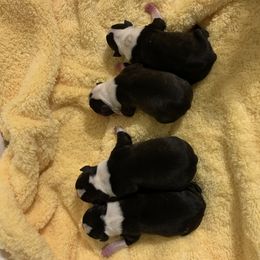 Boston Terrier Puppies from Marjena Bass