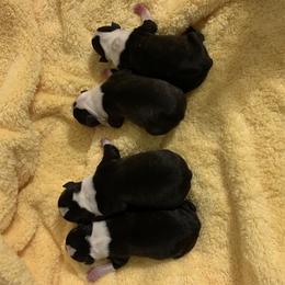 Boston Terrier Puppies from Marjena Bass