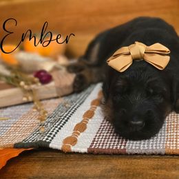 Ember - Black and red female German Shepherd puppy in Tippecanoe, Indiana from Mächtiger Barkerheim