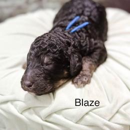 Blaze - Phantom male Goldendoodle puppy in Pasco, Washington from Camp Doodle Woods