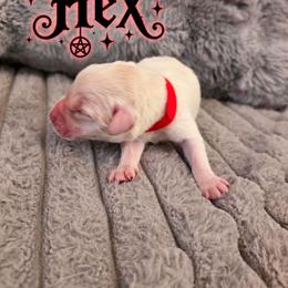 Red - Yellow male Labrador Retriever puppy in Bartlett, Tennessee from Red Hearts Labradors