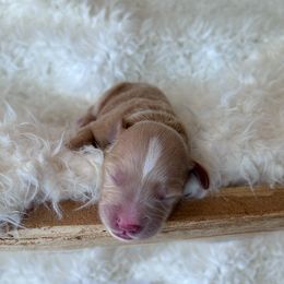 Goldendoodle Puppies from Grandview Goldendoodles