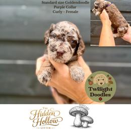 Shiitake - Purple Collar - Merle female Goldendoodle puppy in Garland, Texas from Twilight Doodles
