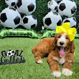 Apple's Yellow Girl - Red  female Goldendoodle puppy in Kountze, Texas from Texas Doodles LLC