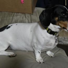 Zoey - Dachshund