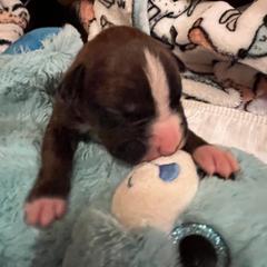 Boxer Puppies from Teressa's Boxers