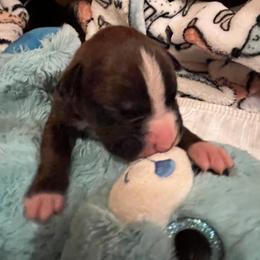 Boxer Puppies from Teressa's Boxers