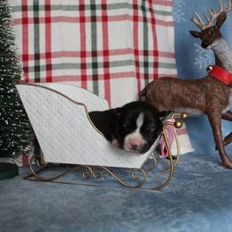 Pink - Black and white female Siberian Husky puppy in York, Pennsylvania from Spalla Pups