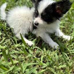 Boston Terrier and Papillon Puppies from Sassy Pap Farms