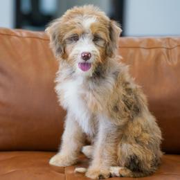 Spicy - Chocolate merle female Bernedoodle puppy in Dundee, Ohio from Down Home Doodle