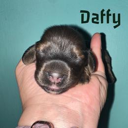 Daffy - Red male Dachshund puppy in Monitor, Washington from Shannon Dolly’s Dachshunds
