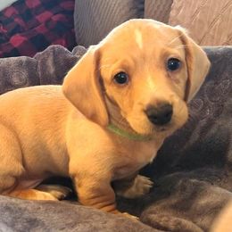 Dachshund Puppies from Costal Cream Doxies