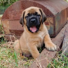 Mastiff Puppies from Red River Mastiff