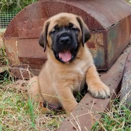 Mastiff Puppies from Red River Mastiff