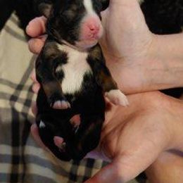 Bernedoodle Puppies from Kiya's Bernedoodles