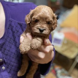 Esme - Red female Cavapoo puppy in Phoenix, Arizona from Larisa's Cavaliers