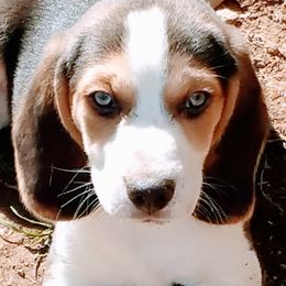 Beagle Puppies from River Valley Hounds
