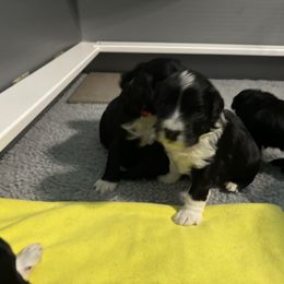 Portuguese Water Dog Puppies from Up A Creek Kennels