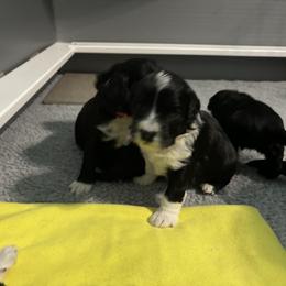 Portuguese Water Dog Puppies from Up A Creek Kennels