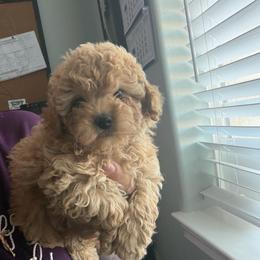 Sir Aspen - Red male Maltipoo puppy in Southern,, California from Maltipoo Tiny Pups & More
