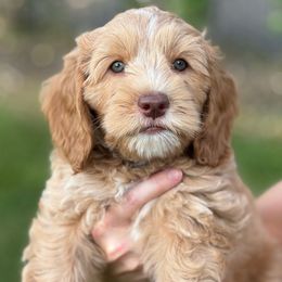 Boy 4 - Dark golden male Australian Cobberdog puppy in Grand Rapids, Michigan from Joreese Australian Cobberdogs