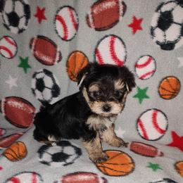 Sammy - Black and tan male Morkie puppy in Lapeer, Michigan from Puppy Kisses