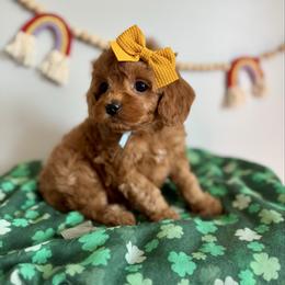 Blue - Red  female Goldendoodle puppy in Hesperia, Michigan from Red Acres Poodles & Doodles